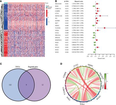 Novel cellular senescence-related risk model identified as the prognostic biomarkers for lung squamous cell carcinoma